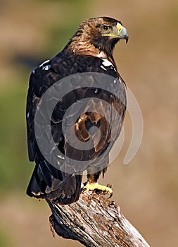 Iberian imperial eagle